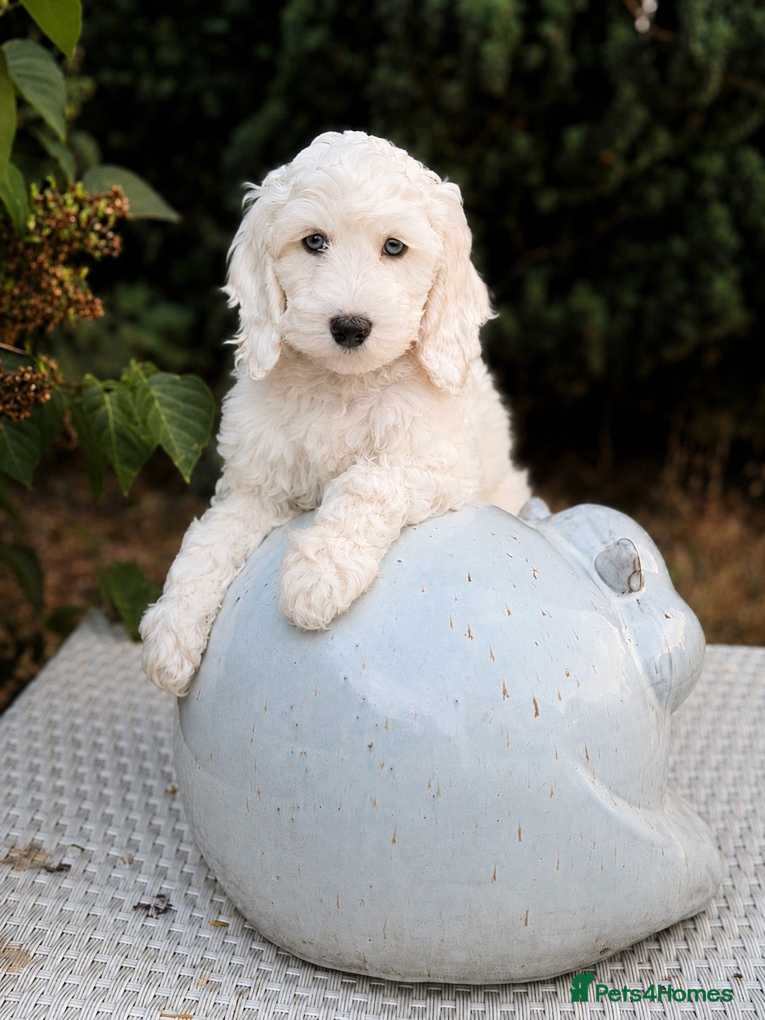 Cockapoo dogs F1 stunning cockapoos  - Advert 1