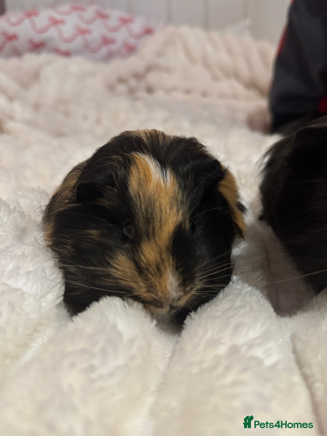 Guinea Pig rodents for sale: Two male guinea pigs  - Advert 6