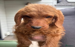 Labradoodle dogs for sale: Ready to leave red curly labradoodles (F1b) - Image 19