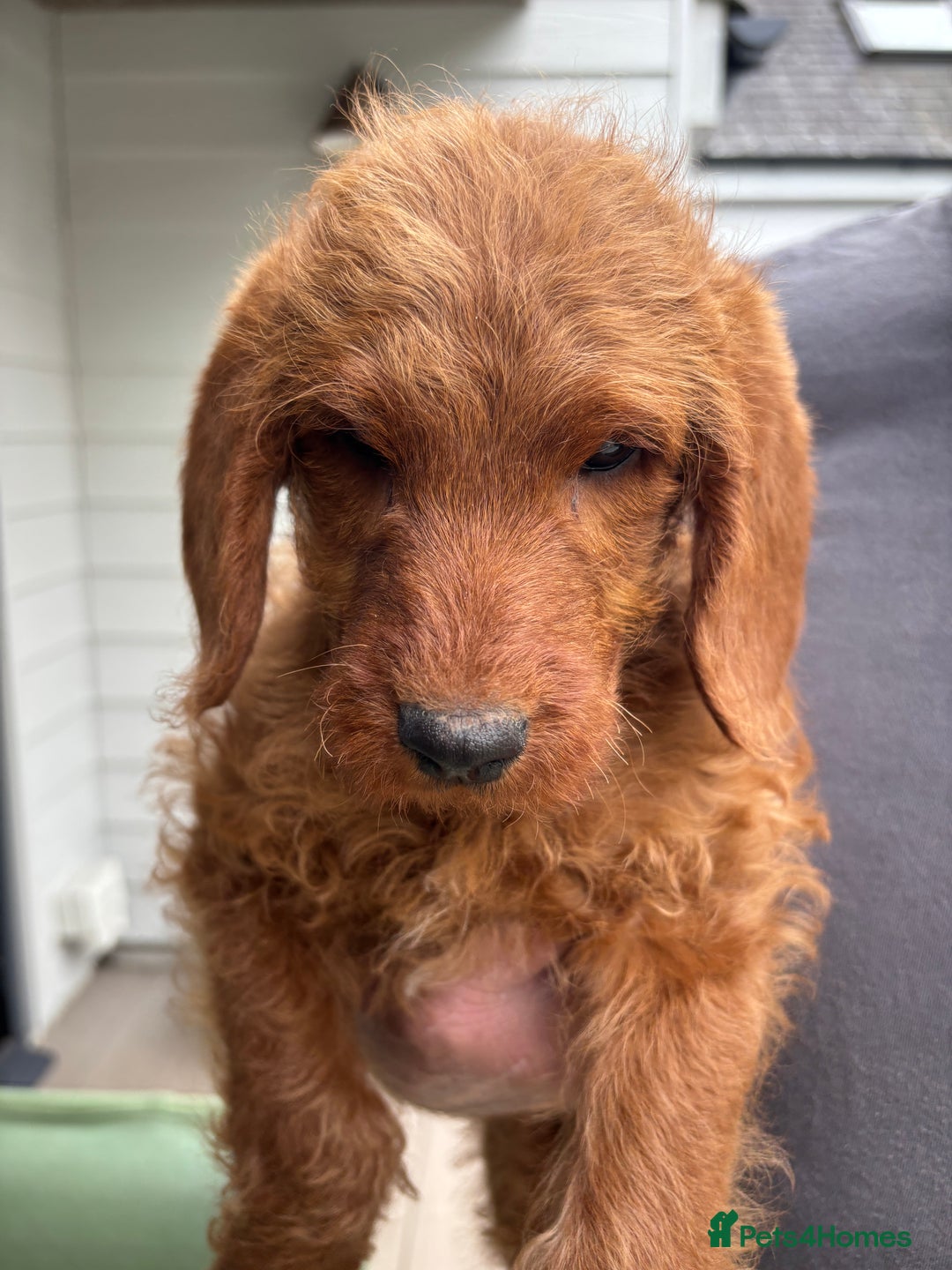 Labradoodle dogs for sale: Ready to leave red curly labradoodles (F1b) - Image 19