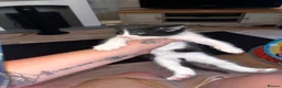 Norwegian Forest Cat cats for sale: Norwegian forest cats  - Advert 19