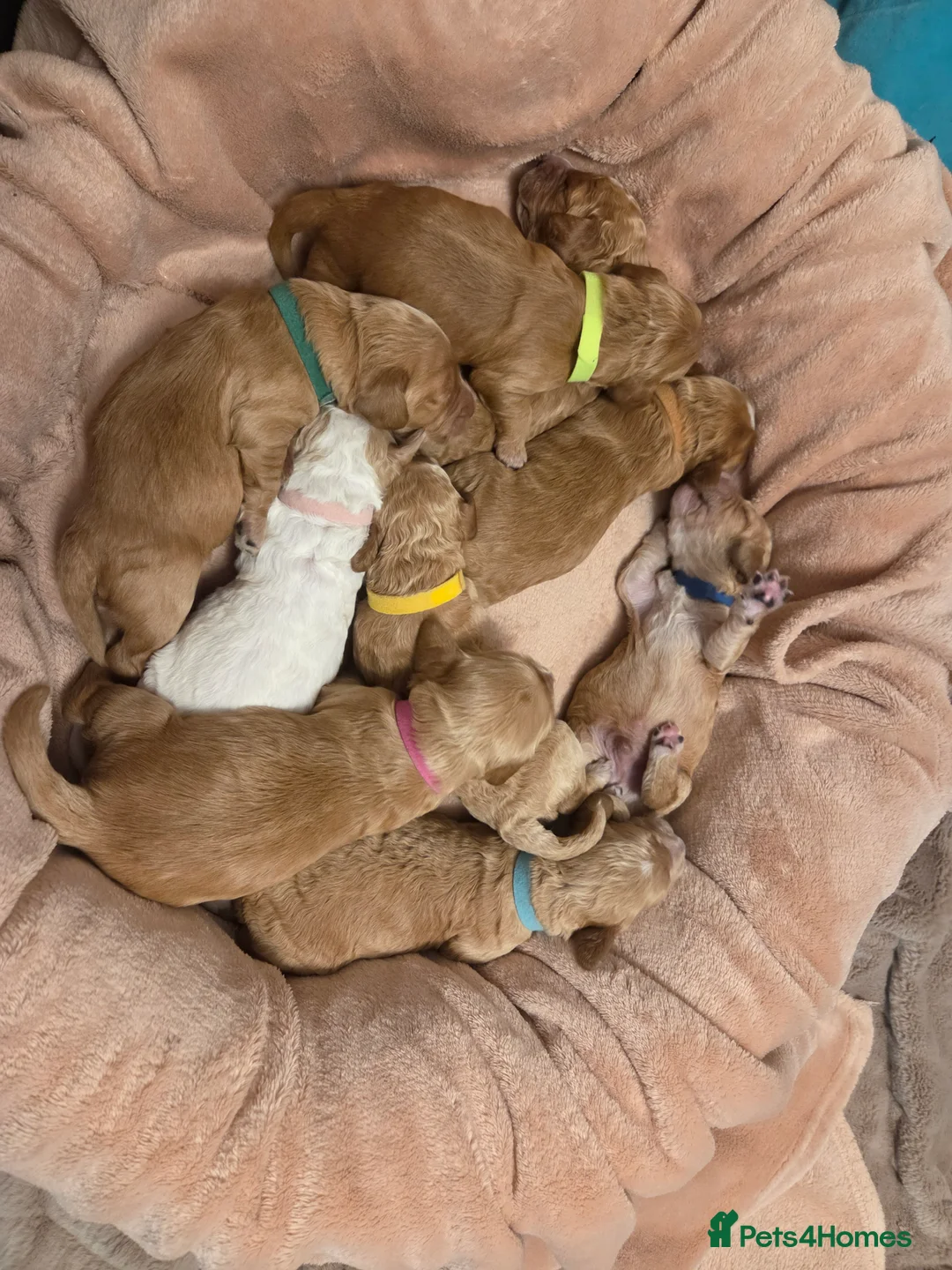 Cockapoo dogs for sale: F2 Cockapoo Puppies - Advert 15