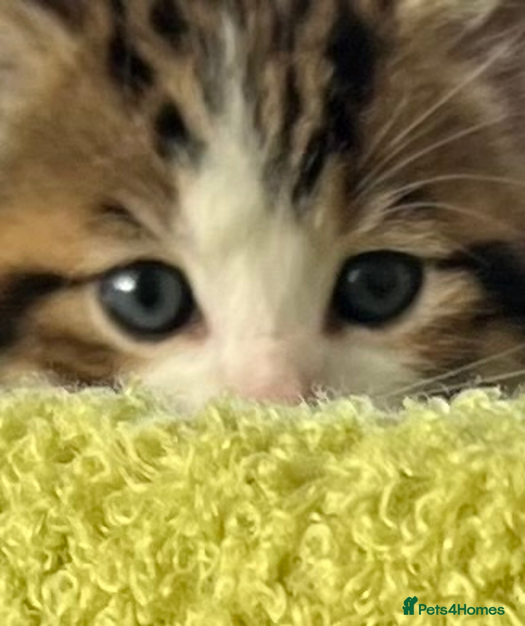 Mixed Breed cats for sale: READY NOW, 3 BEAUTIFUL TABBY BOYS (with Bengal)  - Image 12