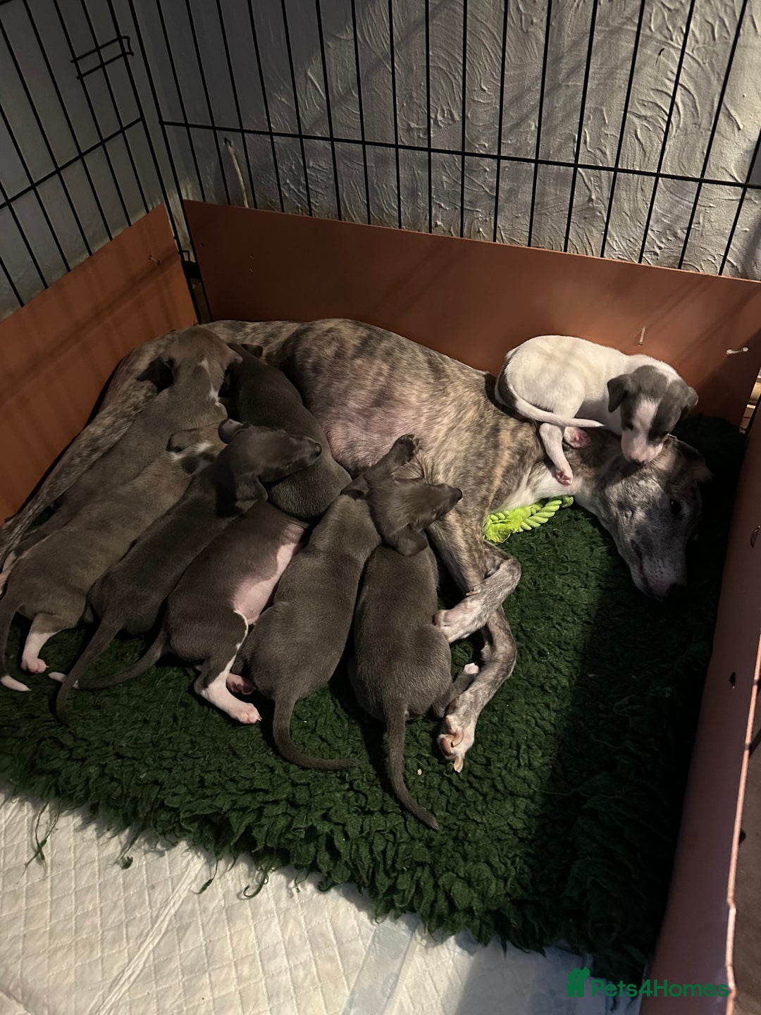 Mixed Breed dogs for sale: Whippet x Italian Greyhound Pups - Advert 13