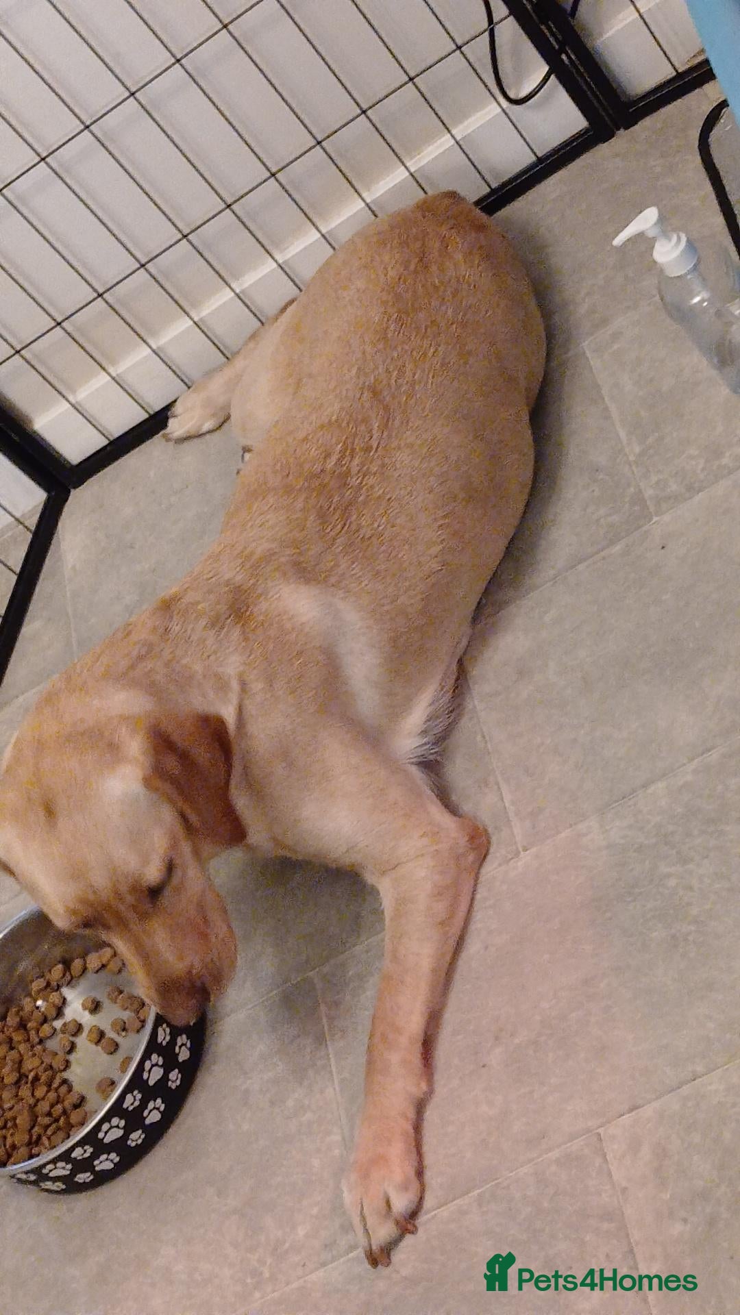 Labrador Retriever dogs Red/Golden Labrador puppies - Advert 2