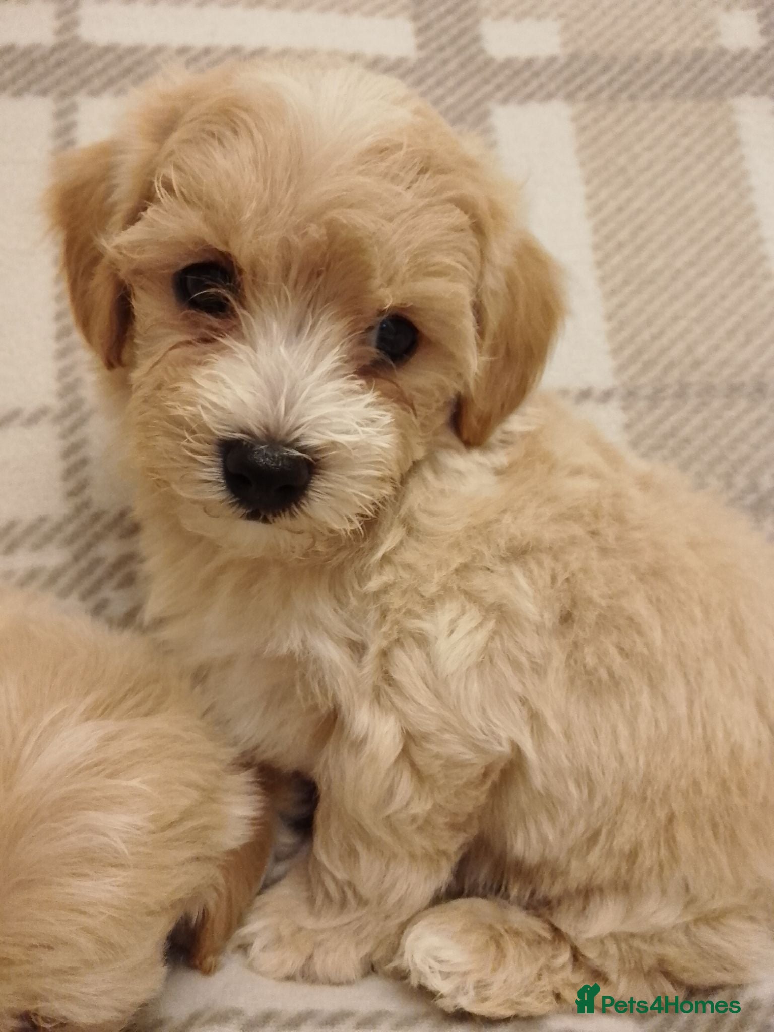Maltipoo dogs Maltipoo puppies  - Advert 1