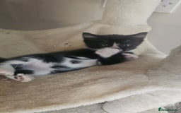 British Shorthair cats for sale: Brittish short hair cross main coon kittens - Image 12