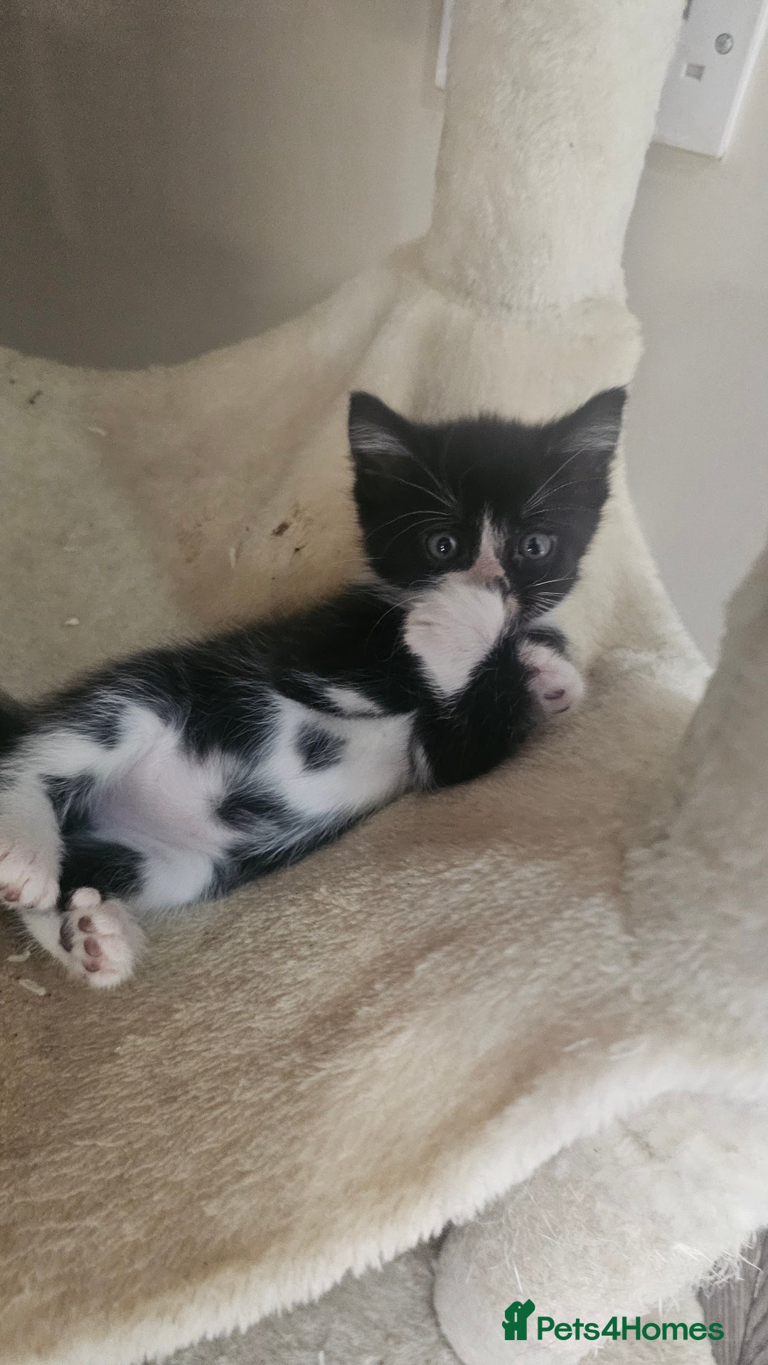 British Shorthair cats for sale: Brittish short hair cross main coon kittens - Image 12