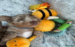 Miniature Dachshund dogs for sale: 2 beautiful mini daxi pups - Image 3