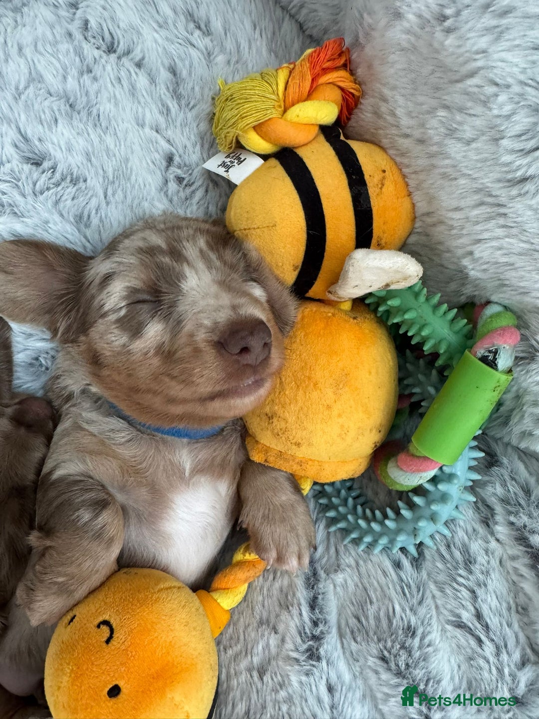 Miniature Dachshund dogs for sale: 2 beautiful mini daxi pups - Image 3