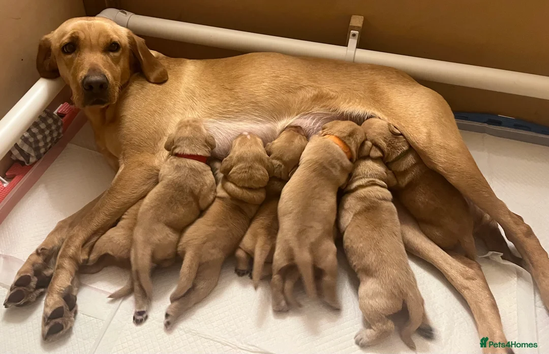 Labrador Retriever dogs for sale: Exceptional litter of working Labrador puppies - Advert 1
