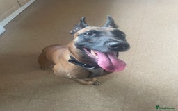 Belgian Shepherd Dog dogs for sale: Cai Belgian mal  - Image 6