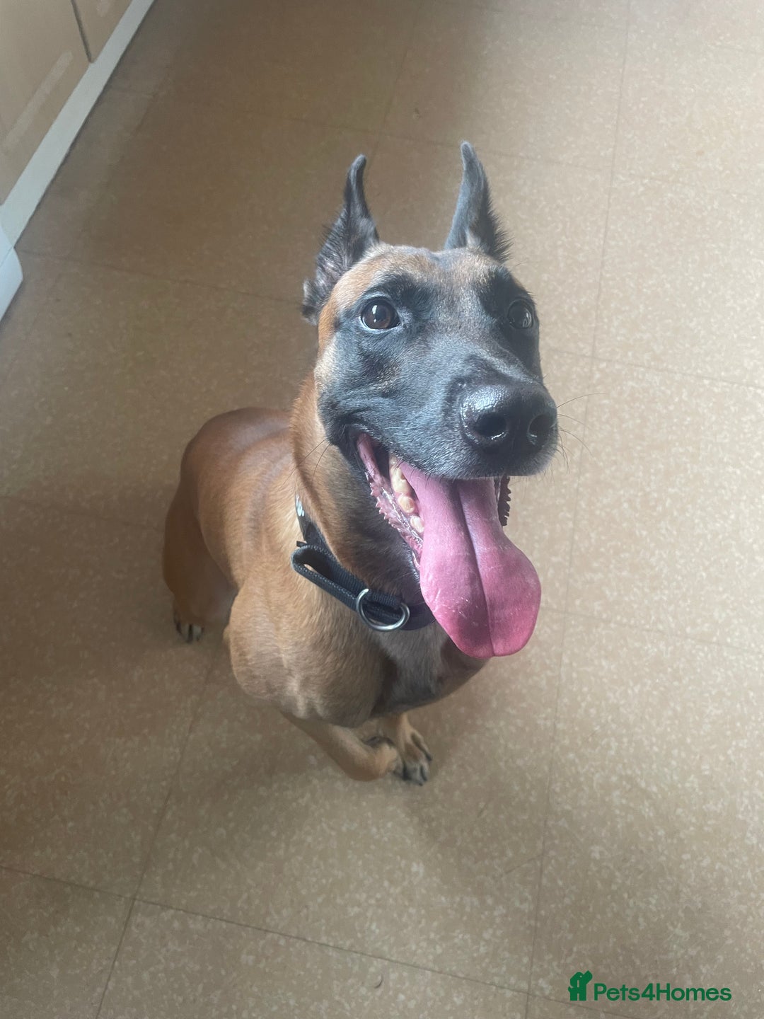 Belgian Shepherd Dog dogs for sale: Cai Belgian mal  - Image 6