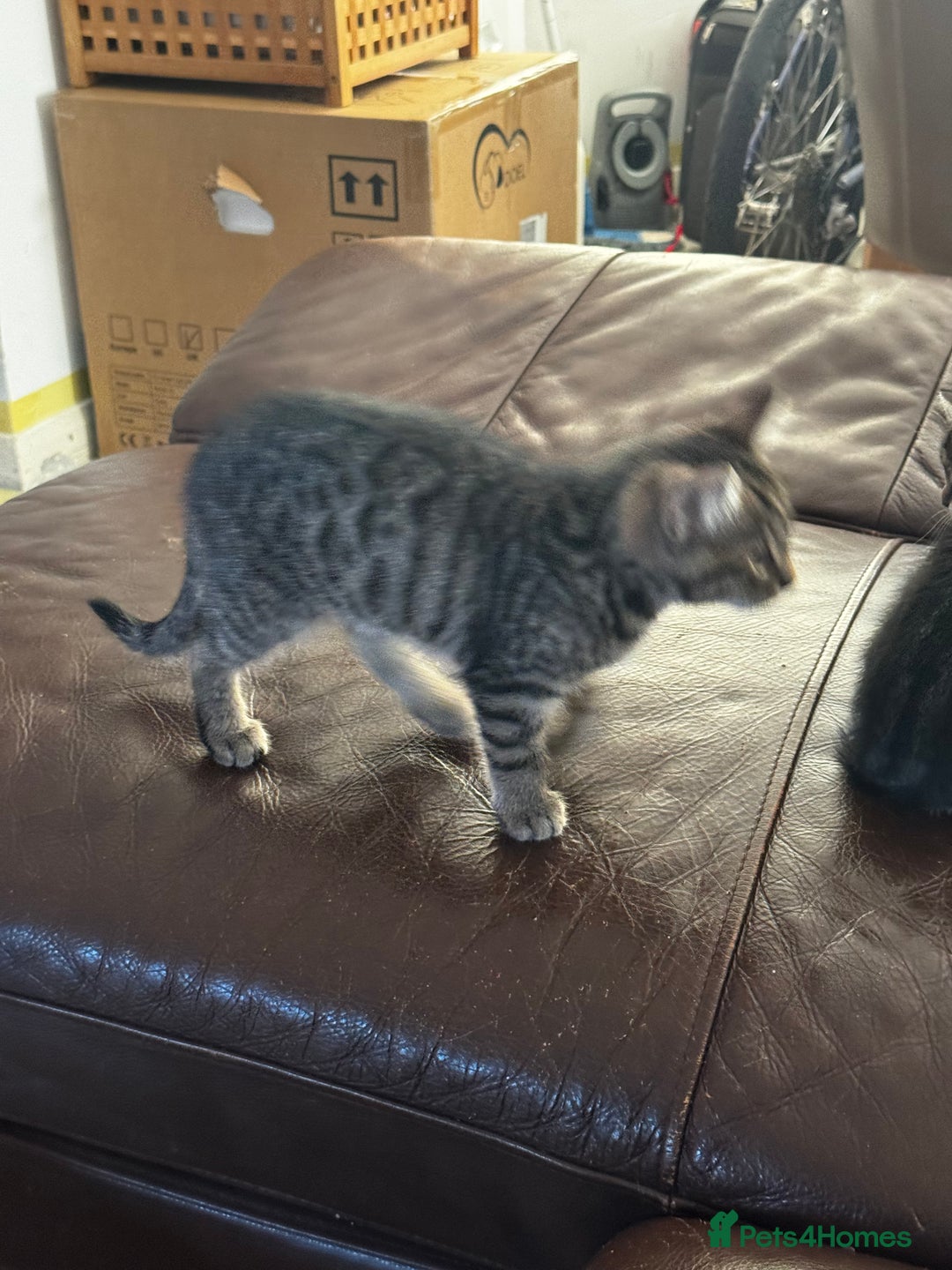 Mixed Breed cats for sale: Male tabby kitten  - Advert 5