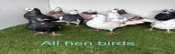 Pigeons birds for sale: Birmingham rollers - Advert 7