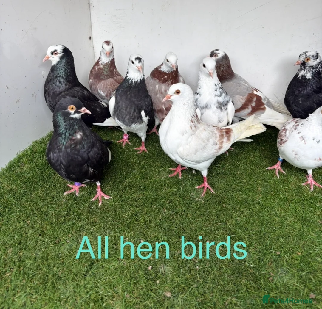 Pigeons birds for sale: Birmingham rollers - Advert 7