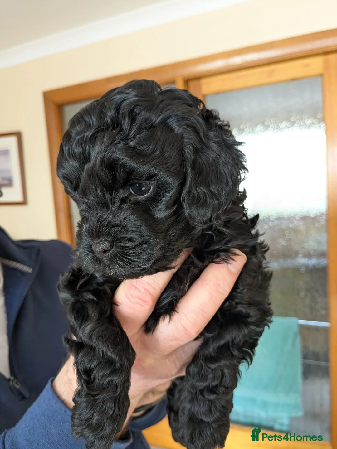 Cavapoo dogs for sale: Black cavapoo pups F1b - Advert 3