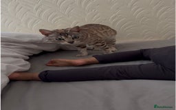 Bengal cats for sale: Bengal cats  - Image 6