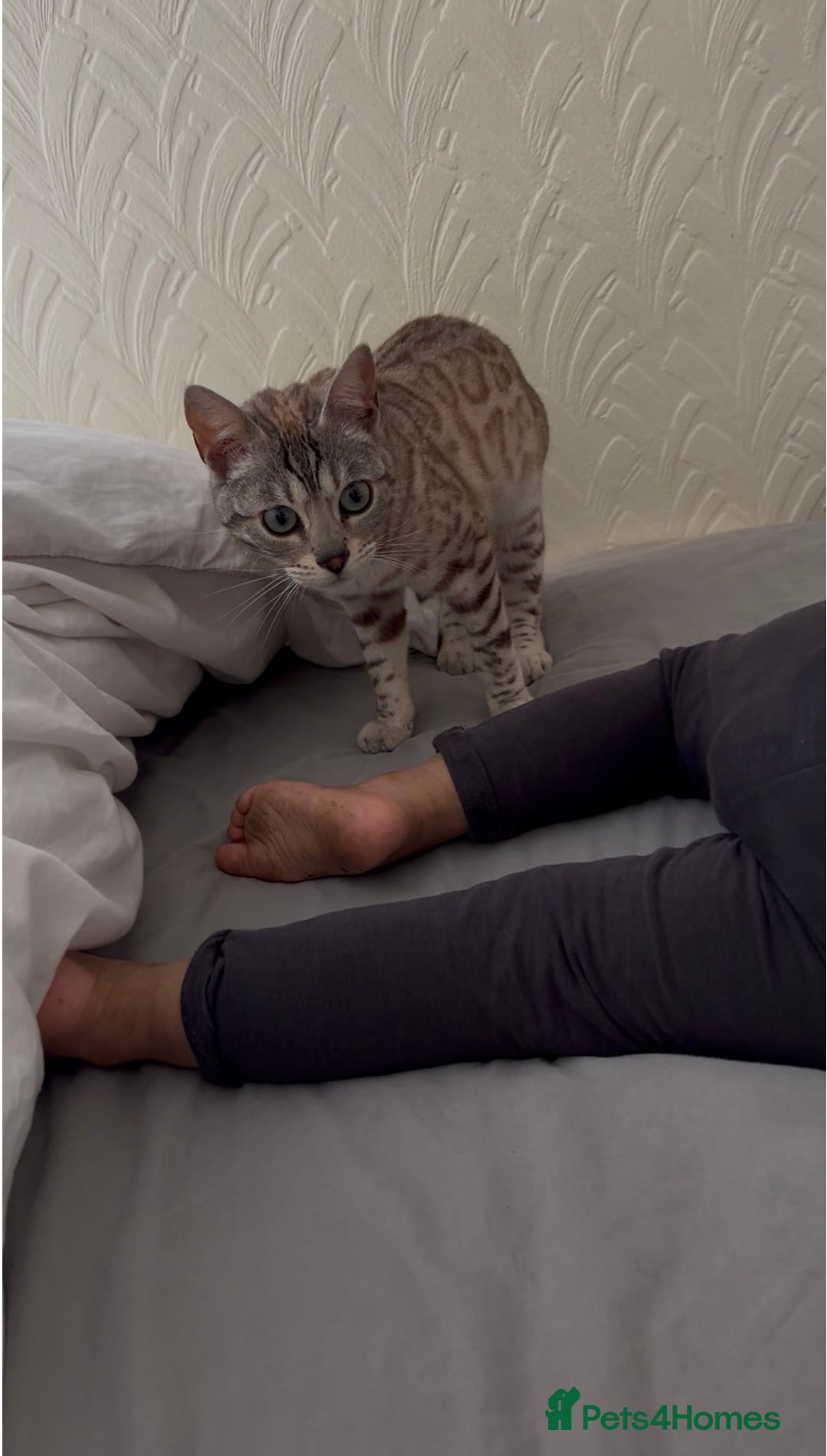 Bengal cats for sale: Bengal cats  - Image 6