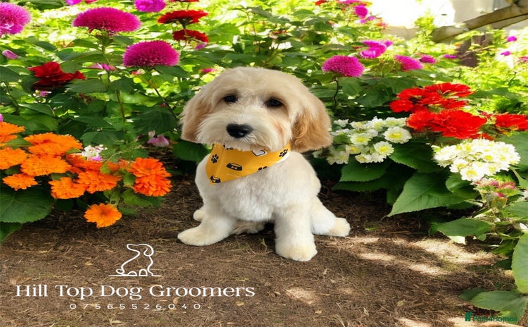 Cockapoo dogs - Advert 4
