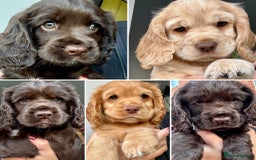 Cocker Spaniel dogs for sale: Beautiful Cocker Spaniel Pups - Image 2