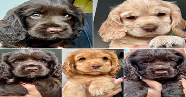 Cocker Spaniel dogs - Advert 2