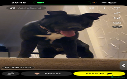 Mixed Breed dogs for sale: German Shepherd x Bully - Image 1