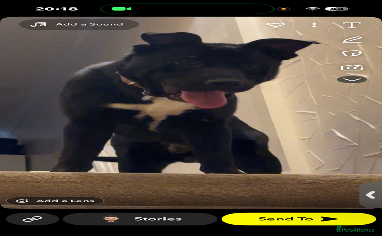 Mixed Breed dogs for sale - Advert 1