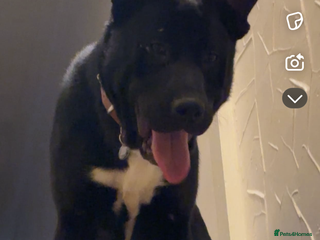 Mixed Breed dogs - Advert 24