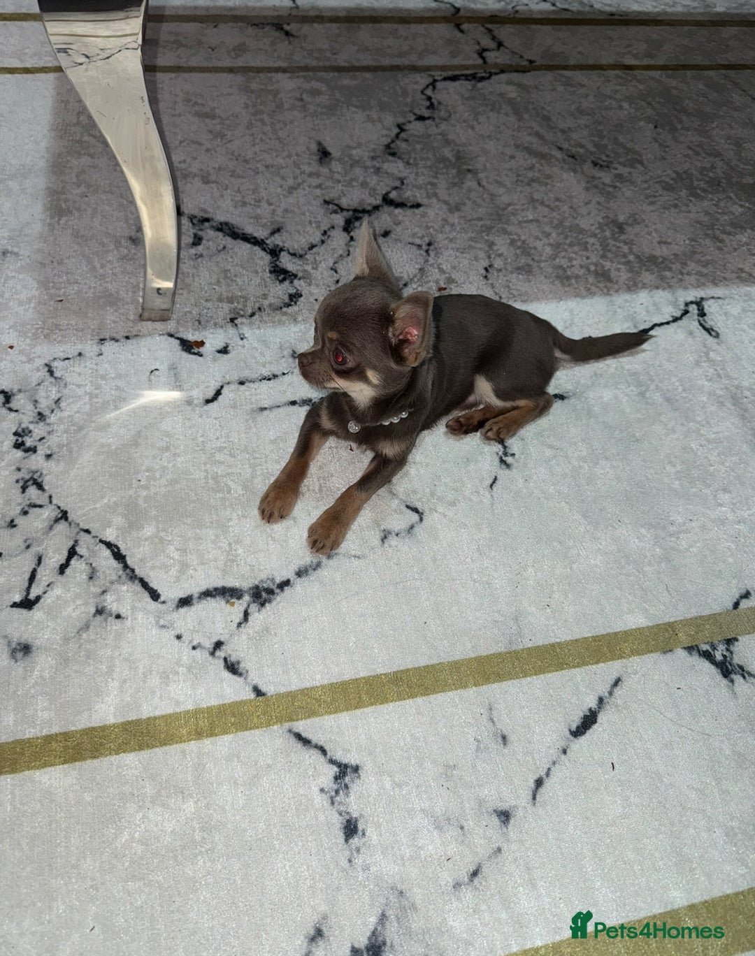 Chihuahua dogs for sale: Gorgeous lilac and tan chihuahua puppy  - Advert 2