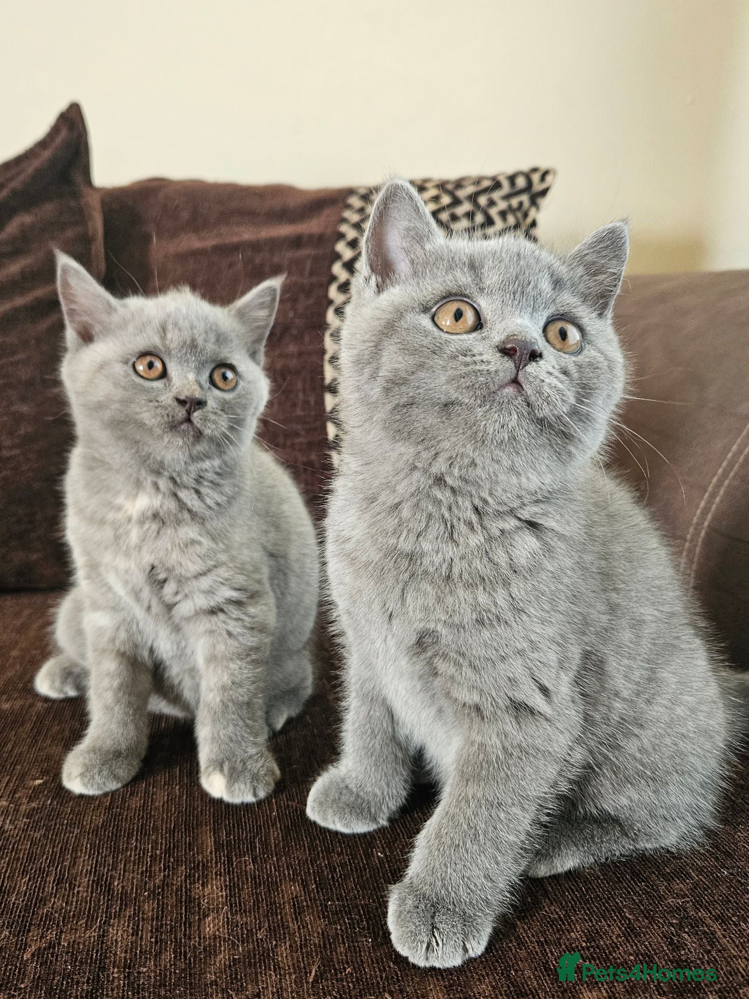 British Shorthair cats Champion lines British Shorthair kittens  - Advert 10