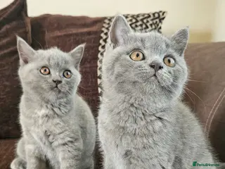 British Shorthair cats Champion lines British Shorthair kittens - Advert 5