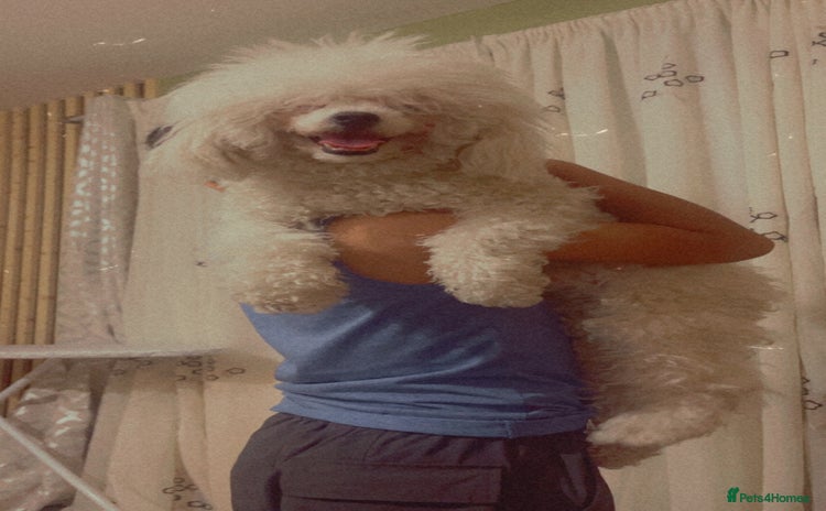 Toy Poodle dogs for sale - Advert 1