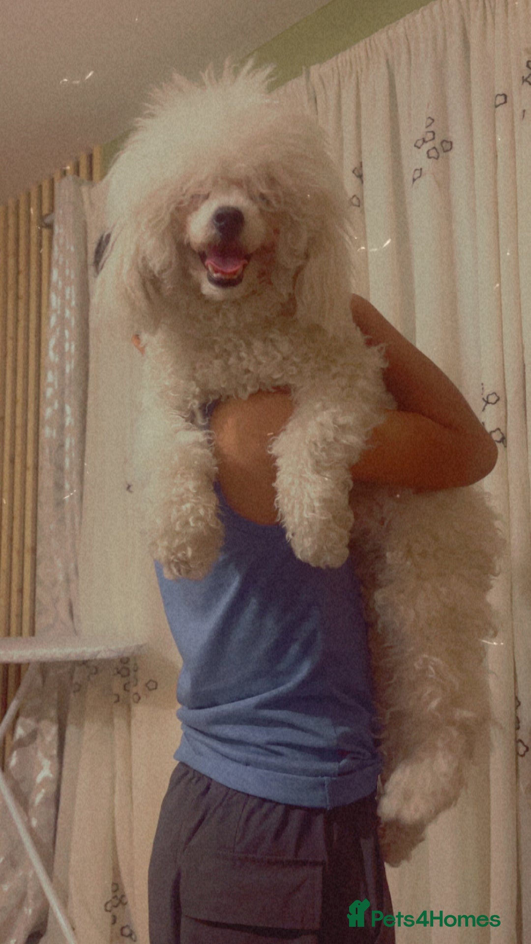 Toy Poodle dogs for sale: Toy poodle  - Image 1