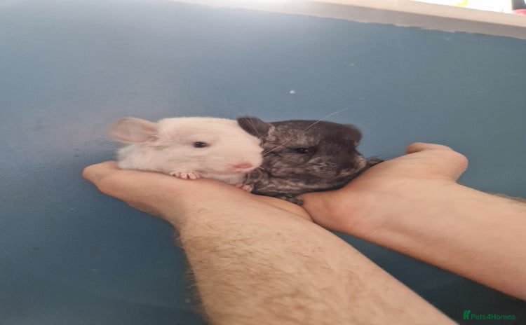 Chinchilla rodents - Advert 2