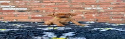 Mixed Breed dogs for sale: Stunning quality Vizslador puppies  - Advert 28