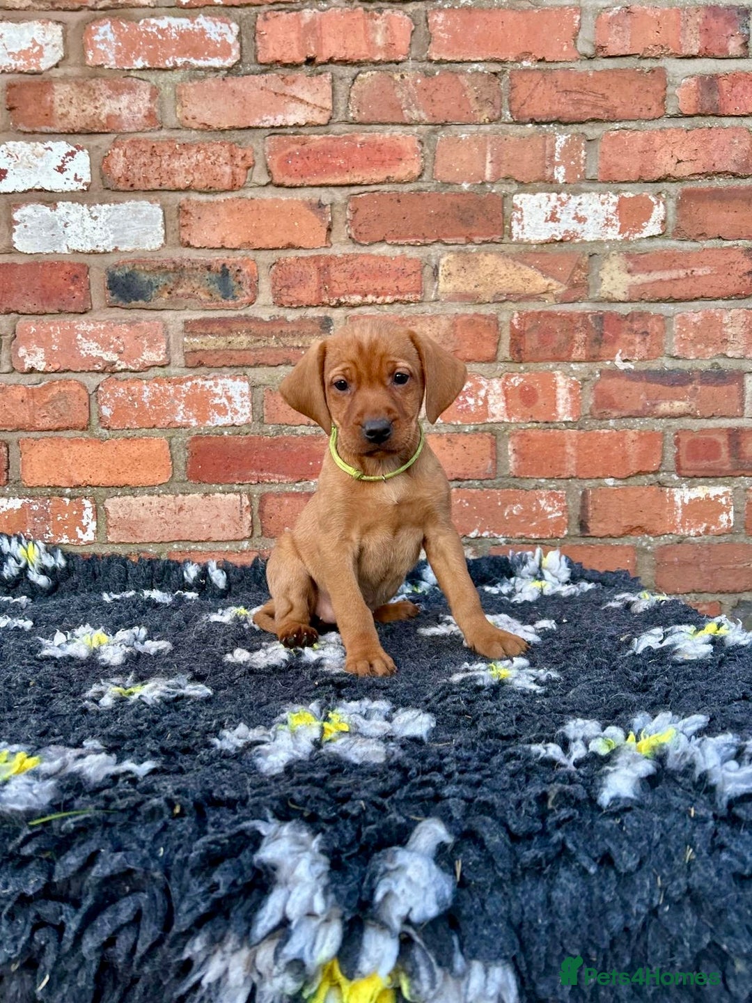 Mixed Breed dogs for sale: Stunning quality Vizslador puppies  - Advert 28