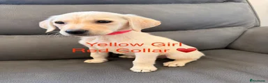 Yellow girl - red collar 