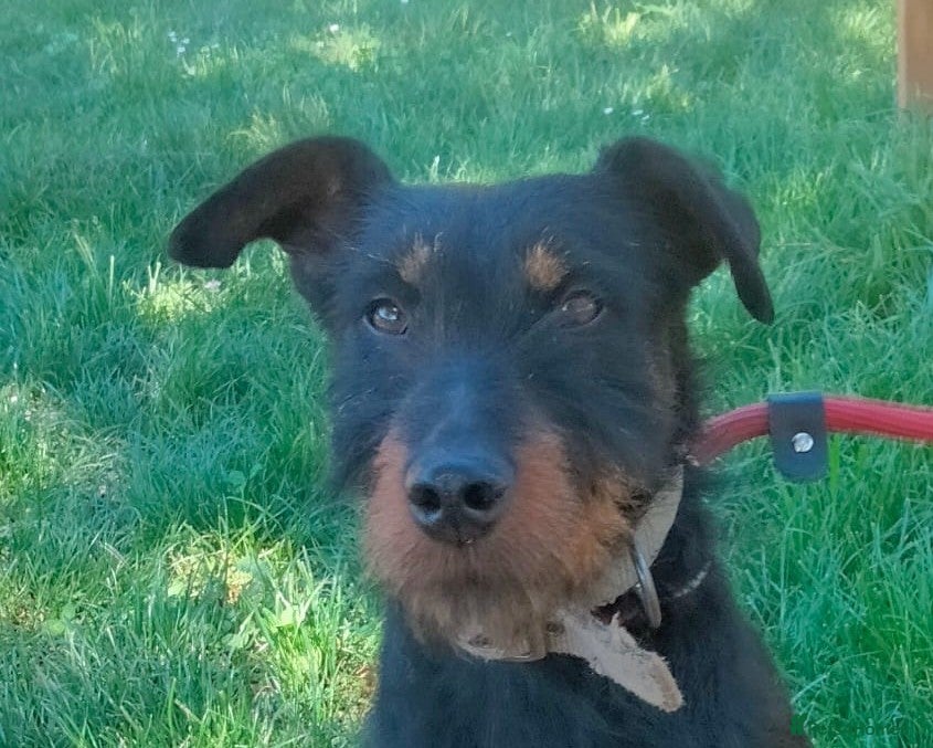 Jagdterrier dogs Gorgeous young terrier - Advert 1