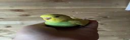 Budgerigars birds for sale: Baby budgies for sale Wigan  - Advert 2
