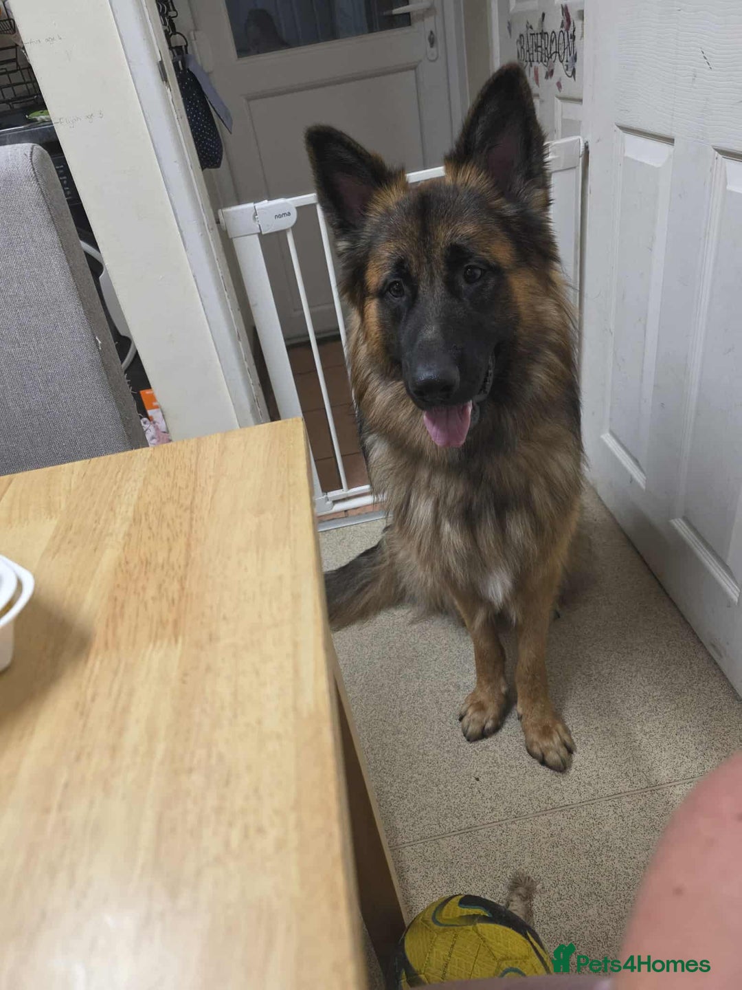 German Shepherd dogs for sale: German Sheppard  - Image 2