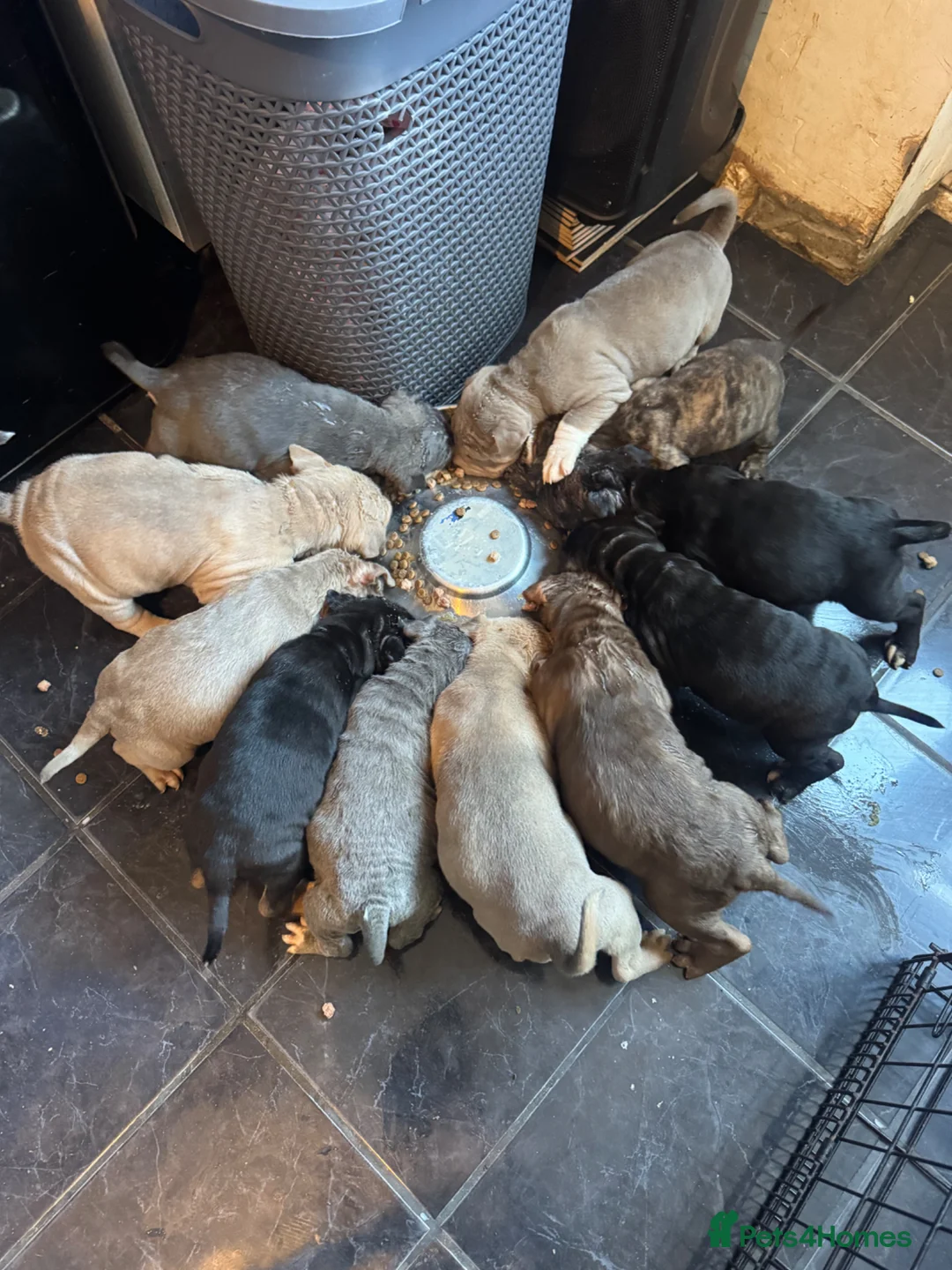 Mixed Breed dogs for sale: Bully x sharpei in Middlesbrough - Advert 1