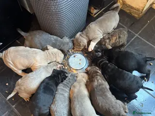 Mixed Breed dogs Bully x sharpei - Advert 2