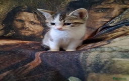 Mixed Breed cats for sale: Scottish straight cross kittens  - Image 18