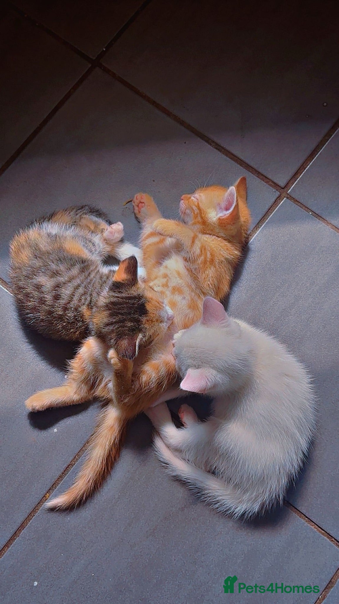 Mixed Breed cats Three beautiful kittnes for sale - Advert 3