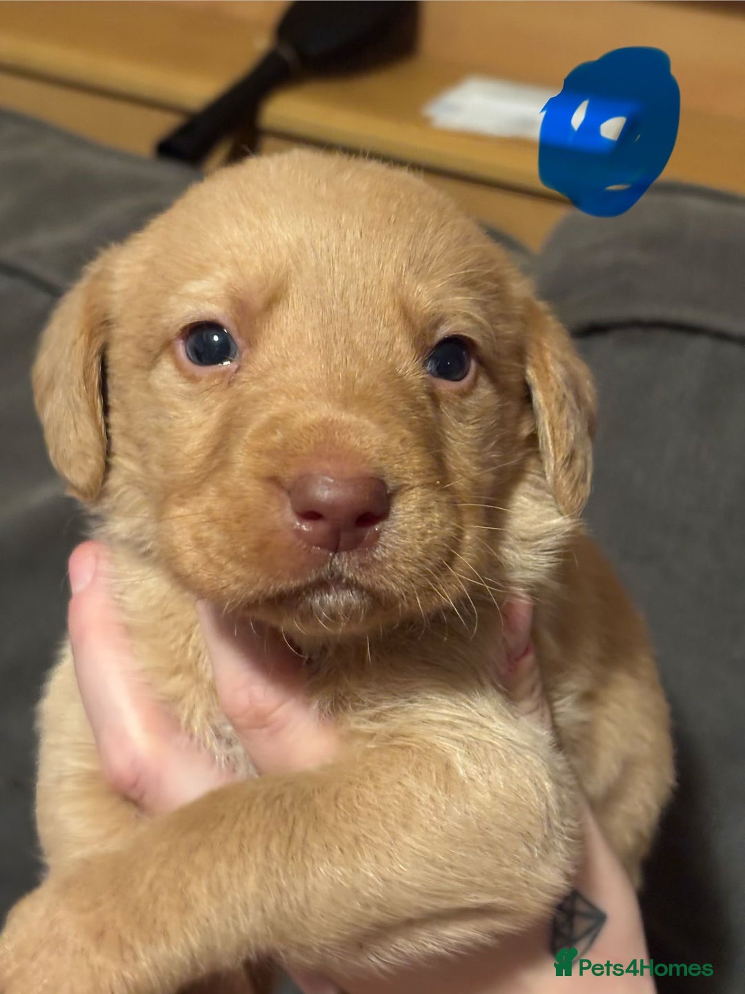 Labrador Retriever dogs for sale: Dudley Labrador Puppies - Advert 23