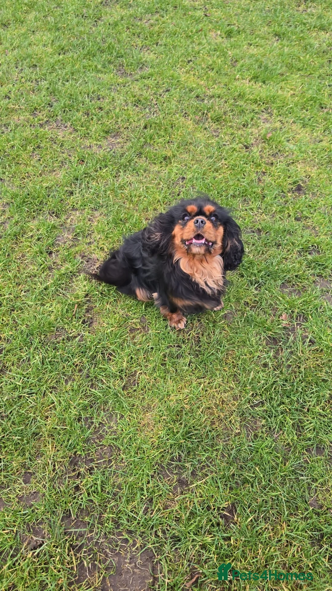 Cavalier King Charles Spaniel dogs for sale: Beautiful Cavalier  - Advert 2