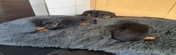 Dobermann dogs for sale: Dobermann puppies available - loving homes wanted  - Advert 20
