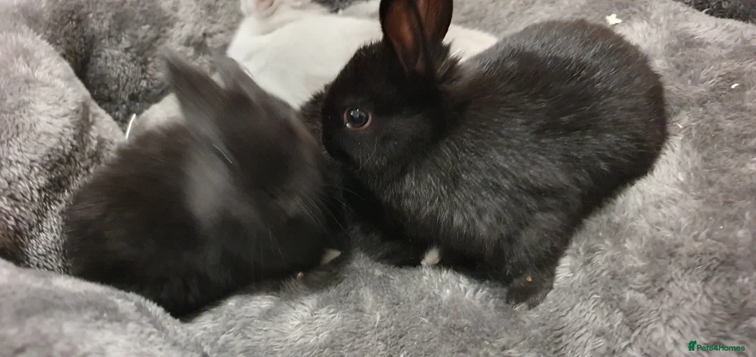 Mixed Breed rabbits for sale: Northandwaf  - Advert 9