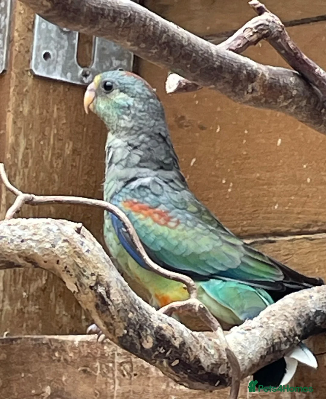 Parakeets birds for sale: Stunning baby Mulga’s (Many Coloured Parrot - Advert 5